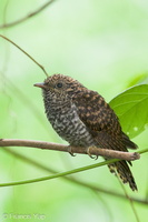 Sunda Brush Cuckoo-120823-100EOS1D-FY1X8165-W.jpg