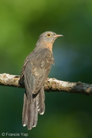 Sunda Brush Cuckoo-130920-110EOS1D-FY1X2080-W.jpg