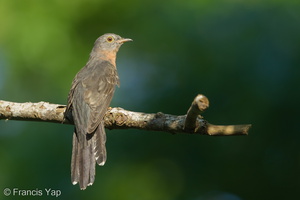 Sunda Brush Cuckoo-130920-110EOS1D-FY1X2081-W.jpg