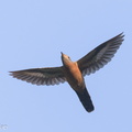 Sunda_Brush_Cuckoo-190701-118ND500-FYP_1040-W.jpg