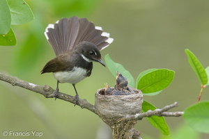 Sunda Pied Fantail-140613-117EOS1D-FY1X0998-W.jpg