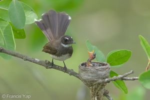 Sunda Pied Fantail-140613-117EOS1D-FY1X1419-W.jpg