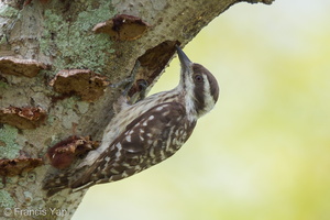 Sunda Pygmy Woodpecker-110403-101EOS1D-FYAP6761-W.jpg (3542 visits) Sunda Pygmy Woodpecker at Pasir Ris Park Sunda Pygmy Woodpecker-110403-101EOS1D-FYAP6761-W.jpg