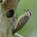 Sunda_Pygmy_Woodpecker-220320-142MSDCF-FRY07618-W.jpg