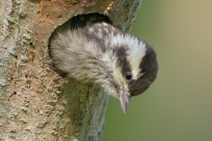 Sunda Pygmy Woodpecker-220320-142MSDCF-FRY07730-W.jpg (3680 visits) Sunda Pygmy Woodpecker at Pasir Ris Park Sunda Pygmy Woodpecker-220320-142MSDCF-FRY07730-W.jpg