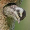 Sunda_Pygmy_Woodpecker-220320-142MSDCF-FRY07730-W.jpg
