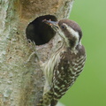 Sunda_Pygmy_Woodpecker-220320-142MSDCF-FRY08026-W.jpg