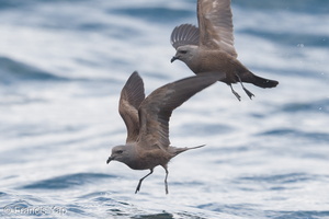 Swinhoe's Storm Petrel-180512-109ND500-FYP_7535-W.jpg
