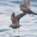 Swinhoes_Storm_Petrel-180512-109ND500-FYP_7535-W.jpg