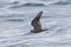 Swinhoe's Storm Petrel-180512-109ND500-FYP_7547-W.jpg