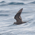 Swinhoe's Storm Petrel-180512-109ND500-FYP_7547-W.jpg