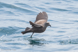 Swinhoe's Storm Petrel-180512-109ND500-FYP_7615-W.jpg
