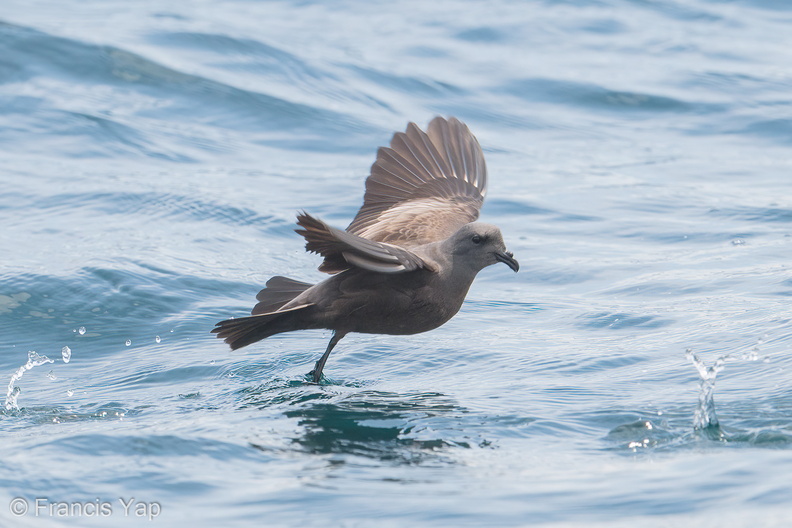 Swinhoes_Storm_Petrel-180512-109ND500-FYP_7615-W.jpg