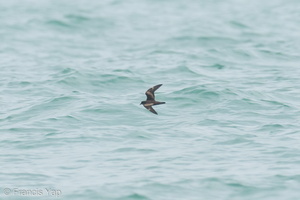Swinhoe's Storm Petrel-200920-118MSDCF-FYP04138-W.jpg