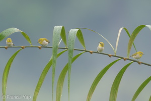 Swinhoe's White-eye-180627-110ND500-FYP_1166-W.jpg