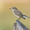 Taiga Flycatcher-191202-106MSDCF-FYP07710-W.jpg
