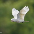 Tanimbar_Corella-171126-105ND500-FYP_9904-W.jpg