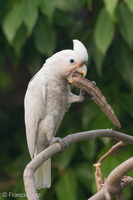Tanimbar Corella-190912-120ND500-FYP_1601-W.jpg