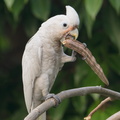 Tanimbar_Corella-190912-120ND500-FYP_1601-W.jpg