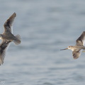 Terek_Sandpiper-140923-118EOS1D-FY1X5712-W.jpg