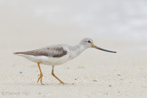 Terek Sandpiper-160828-103EOS1D-F1X29102-W.jpg (3515 visits) Terek Sandpiper at Seletar Dam Terek Sandpiper-160828-103EOS1D-F1X29102-W.jpg