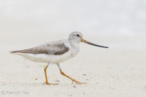 Terek Sandpiper-160828-103EOS1D-F1X29107-W.jpg (3430 visits) Terek Sandpiper at Seletar Dam Terek Sandpiper-160828-103EOS1D-F1X29107-W.jpg