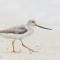 Terek_Sandpiper-160828-103EOS1D-F1X29107-W.jpg