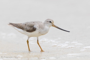 Terek Sandpiper-160828-103EOS1D-F1X29284-W.jpg (3386 visits) Terek Sandpiper at Seletar Dam Terek Sandpiper-160828-103EOS1D-F1X29284-W.jpg