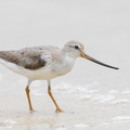 Terek_Sandpiper-160828-103EOS1D-F1X29284-W.jpg