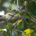 Thick-billed_Flowerpecker-191216-107MSDCF-FYP07972-W.jpg