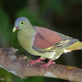 Thick-billed_Green_Pigeon-130317-105EOS1D-FY1X8607-W.jpg