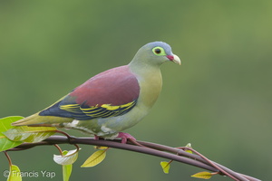 Thick-billed Green Pigeon-181102-112ND500-FYP_9260-W.jpg