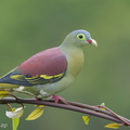 Thick-billed_Green_Pigeon-181102-112ND500-FYP_9260-W.jpg