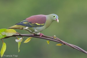 Thick-billed Green Pigeon-181102-112ND500-FYP_9329-W.jpg
