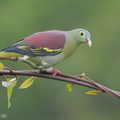 Thick-billed Green Pigeon-181102-112ND500-FYP_9329-W.jpg