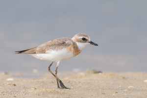 Tibetan Sand Plover-170726-101ND500-FYP_8192-W.jpg (2688 visits) Tibetan Sand Plover at Seletar Dam Tibetan Sand Plover-170726-101ND500-FYP_8192-W.jpg