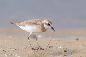 Tibetan Sand Plover-170726-101ND500-FYP_8196-W.jpg (2539 visits) Tibetan Sand Plover at Seletar Dam Tibetan Sand Plover-170726-101ND500-FYP_8196-W.jpg