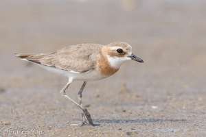 Tibetan Sand Plover-170806-102ND500-FYP_0124-W.jpg (2475 visits) Tibetan Sand Plover at Seletar Dam Tibetan Sand Plover-170806-102ND500-FYP_0124-W.jpg