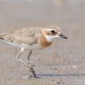 Tibetan_Sand_Plover-170806-102ND500-FYP_0124-W.jpg