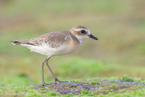 Tibetan Sand Plover-210912-120MSDCF-FRY01682-W.jpg (2570 visits) Tibetan Sand Plover at Marina East Drive Tibetan Sand Plover-210912-120MSDCF-FRY01682-W.jpg