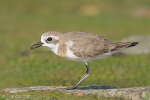 Tibetan Sand Plover-220806-152MSDCF-FYP00879-W.jpg (2785 visits) Tibetan Sand Plover at Marina East Drive Tibetan Sand Plover-220806-152MSDCF-FYP00879-W.jpg