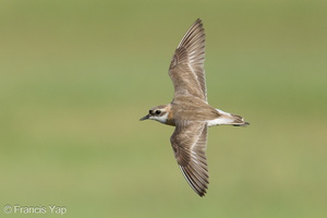 Tibetan Sand Plover-240901-245MSDCF-FYP04524-W.jpg (1843 visits) Tibetan Sand Plover at Marina East Drive Tibetan Sand Plover-240901-245MSDCF-FYP04524-W.jpg