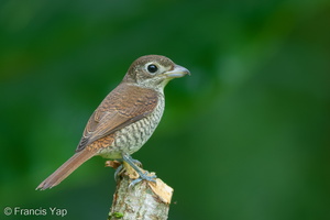 Tiger Shrike-100925-103EOS7D-IMG_4094-W.jpg