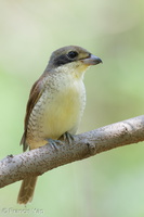 Tiger Shrike-160924-104EOS1D-F1X26894-W.jpg