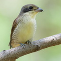 Tiger_Shrike-160924-104EOS1D-F1X26894-W.jpg