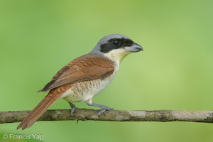 Tiger Shrike-180422-109ND500-FYP_4024-W.jpg