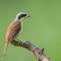 Tiger_Shrike-210409-107MSDCF-FRY01522-W.jpg
