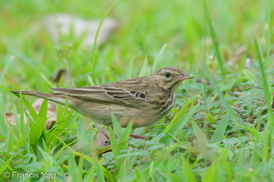 Tree Pipit-211030-126MSDCF-FRY00690-W.jpg (3720 visits) Tree Pipit at Clementi Tree Pipit-211030-126MSDCF-FRY00690-W.jpg