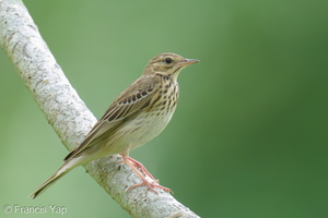 Tree Pipit-211030-126MSDCF-FRY01203-W.jpg (3702 visits) Tree Pipit at Clementi Tree Pipit-211030-126MSDCF-FRY01203-W.jpg