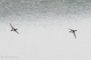Tufted Duck-231209-211MSDCF-FYP07637-W.jpg (2063 visits) Tufted Duck at Kranji Marshes Tufted Duck-231209-211MSDCF-FYP07637-W.jpg